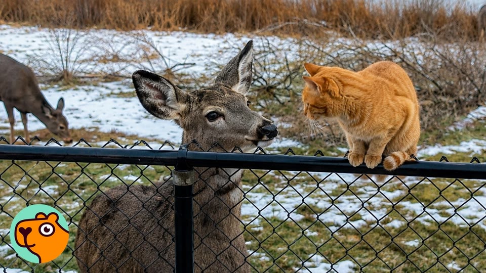Video frame for A Shocking Backyard Sighting