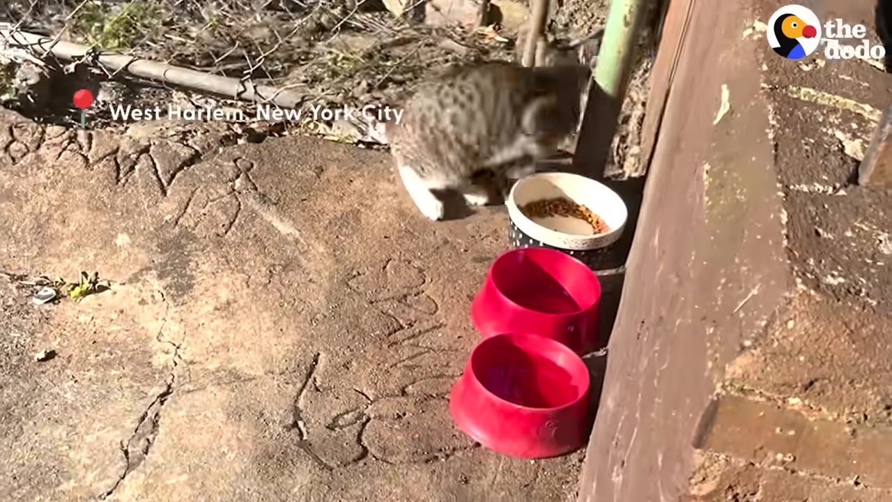 A small tabby kitten with white paws stands near a bowl of dry cat food and two red water bowls on a concrete surface.