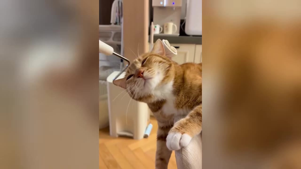 An orange and white cat leans its head into a lint roller, closing its eyes with a content expression.