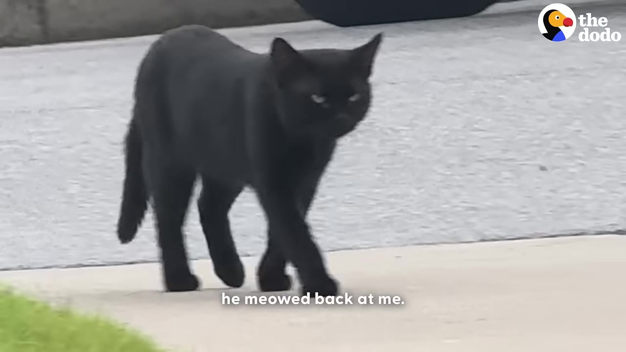A black cat walks forward on a concrete driveway with its gaze fixed ahead.