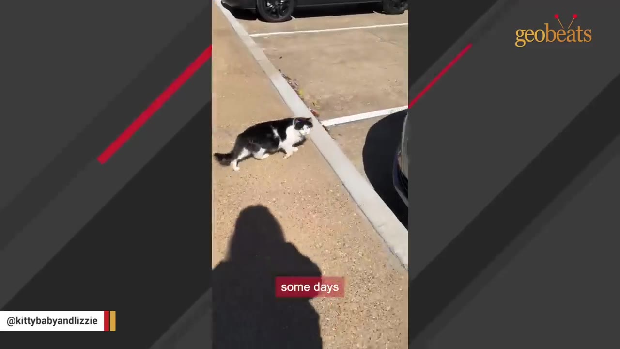 A black and white cat walks along a concrete curb in a parking lot, with the shadow of a person visible in the foreground.