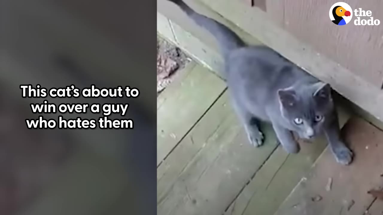 A grey cat stands on a wooden deck, looking up with wide eyes.