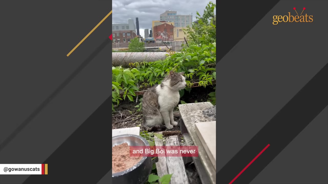 A grey and white cat sits alone outdoors on a wooden structure surrounded by green foliage, with city buildings visible in the background.