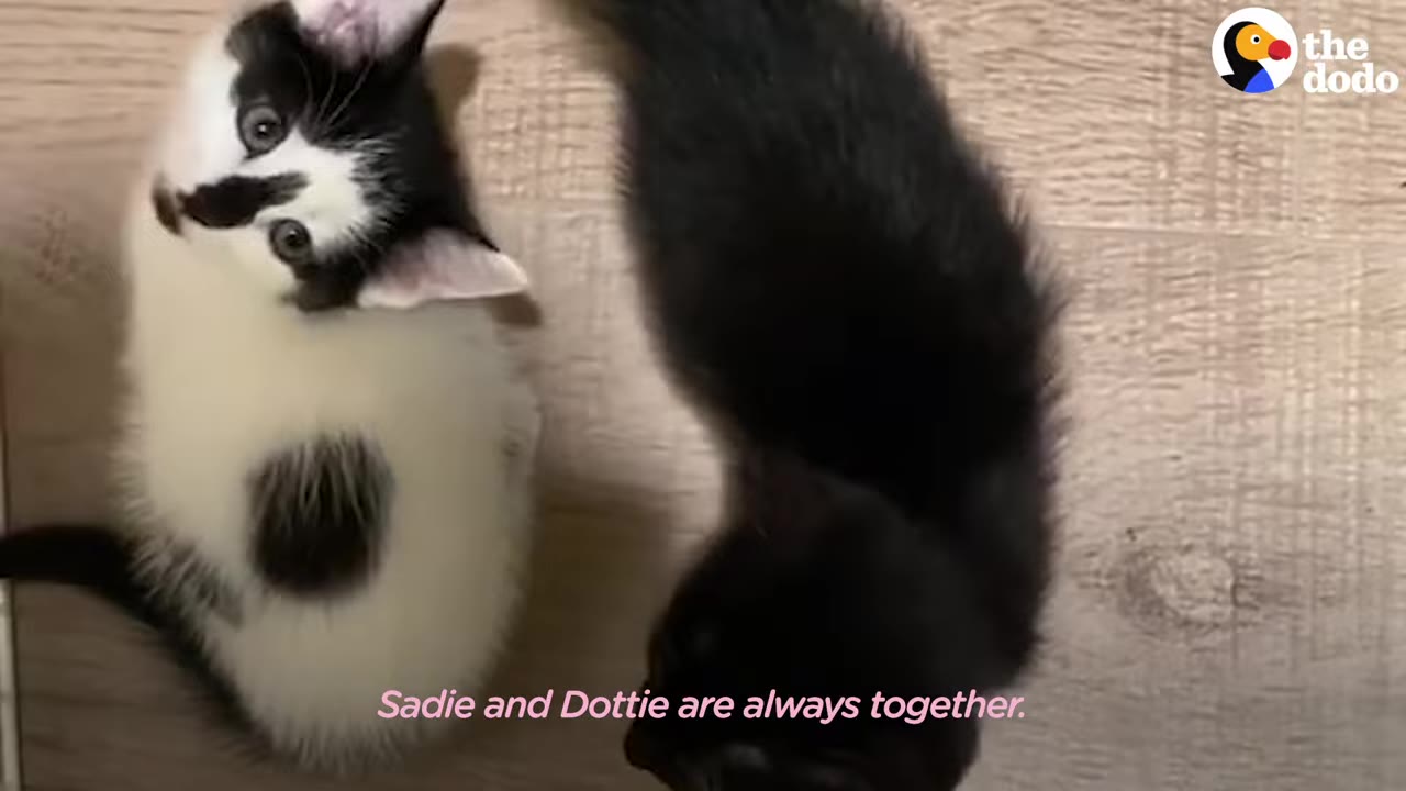 A black-and-white kitten and a black kitten looking up while sitting together on a wooden floor.