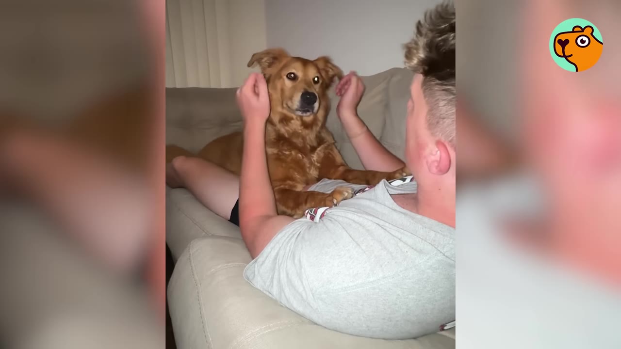 A golden-brown dog sits on a couch, leaning against a man who is holding his hands up near her ears.