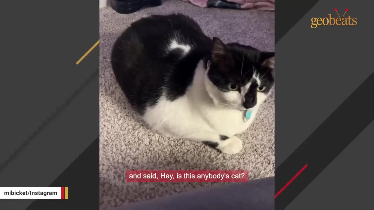 A black and white cat with a blue collar sitting on a grey carpet.