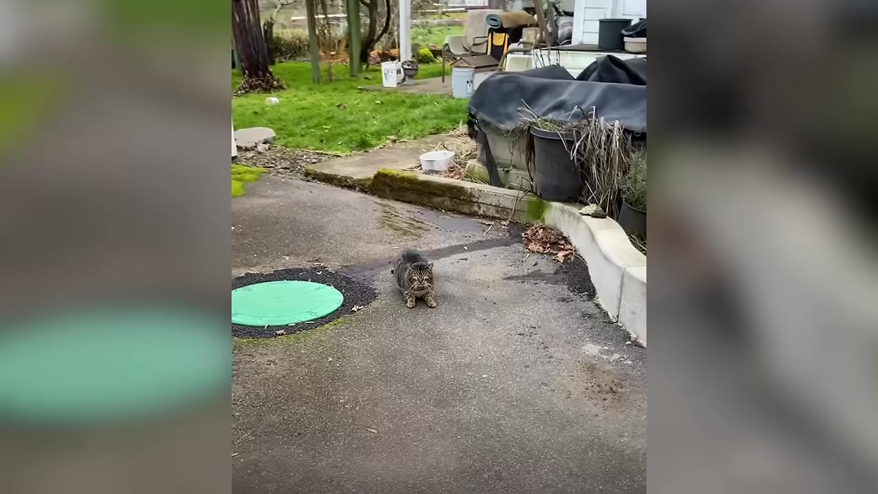 A tabby cat sitting on a concrete driveway in a backyard, looking directly at the camera.