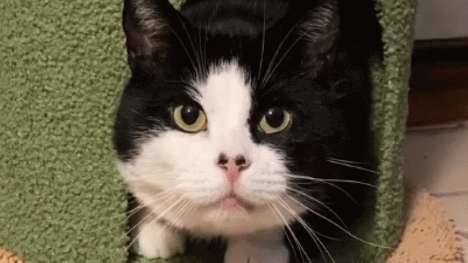 Video frame for A Startling Winter Discovery