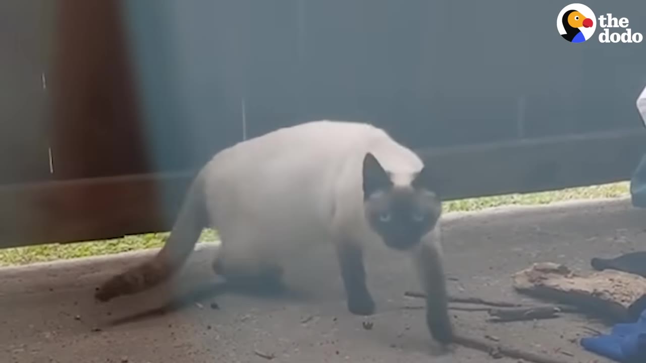 A stray Siamese cat with dark points and blue eyes walks cautiously on a concrete patio near a wooden fence.