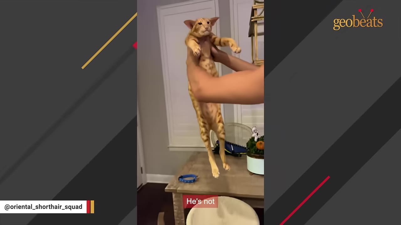 An orange tabby Oriental Shorthair cat being held up by a person's arms, showing off its extremely long, slender body and legs.