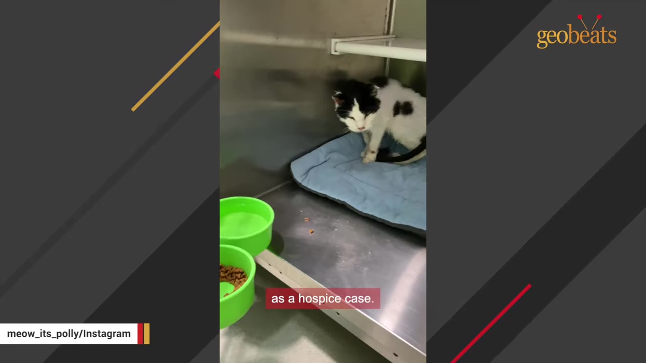 An elderly black and white cat stands on a blue mat inside a metal shelter cage next to green food and water bowls.