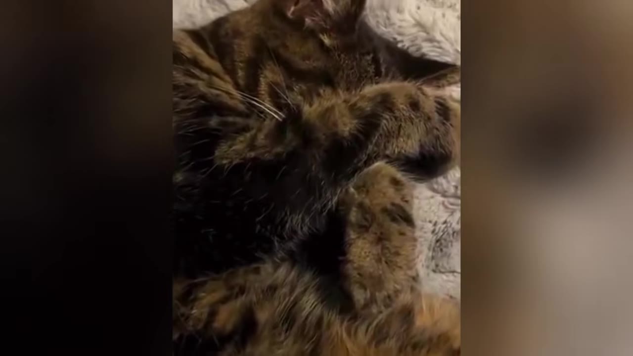 A close-up shot of a tortoiseshell cat lying on its back on a soft blanket, covering its face with its front paws.