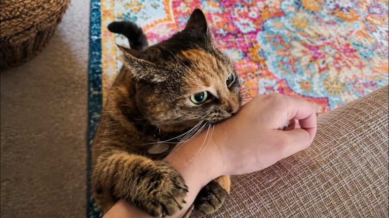 California Cat Kept Biting Her Owner’s Arm, But A Late-Night Realization Revealed The Sad Truth