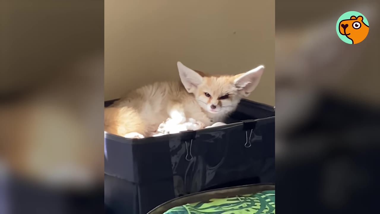 A fennec fox with large ears rests inside a dark fabric storage bin.