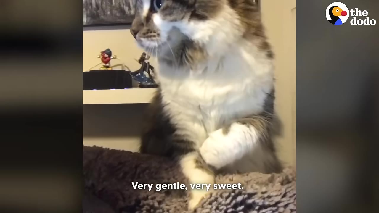 A fluffy grey and white tabby cat sitting calmly, with the subtitle 'Very gentle, very sweet.' on the screen.