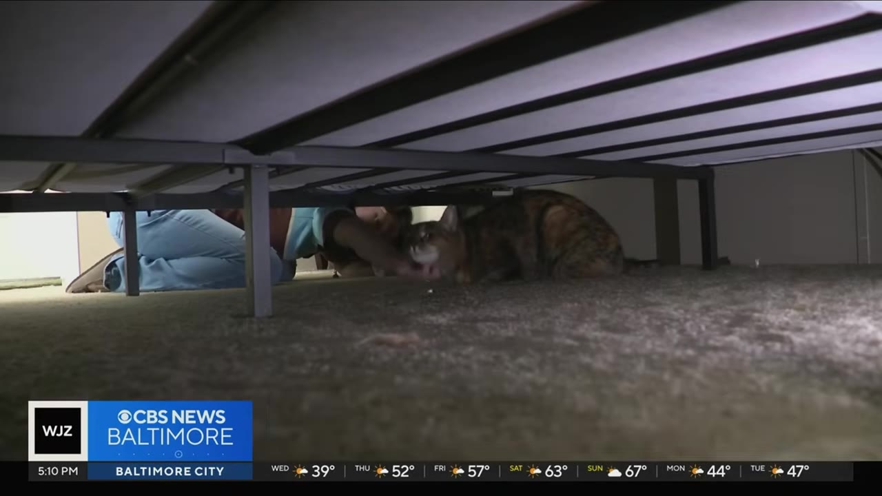 A person lies on the carpeted floor, reaching under a metal bed frame to gently pet a tabby cat.