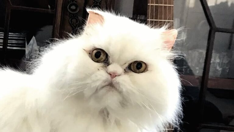 New York Cat Lost His Lifelong Owner, But A Surprise Double Adoption Changed His Fate
