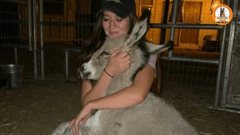 Arizona Donkey Surprises Rescuers With A Late-Night Arrival And Just Wants To Hug Everyone