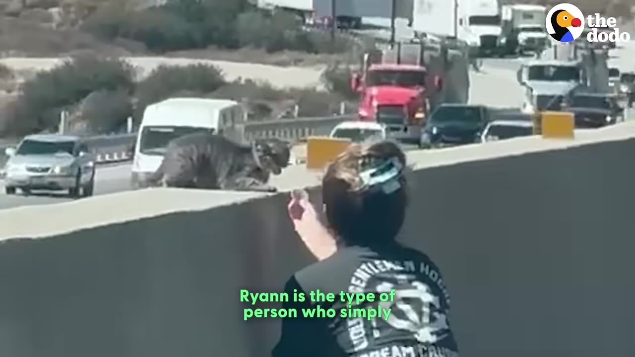 A woman with her hair in a clip reaches her hand out toward a tabby cat sitting on a concrete highway barrier, with traffic visible in the background.