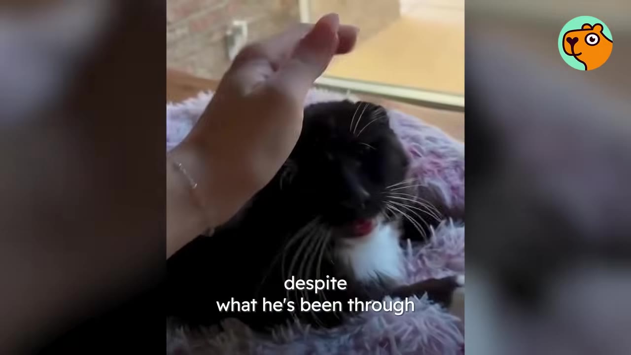 A hand gently petting a black and white cat with white whiskers as it rests in a pink fluffy pet bed.