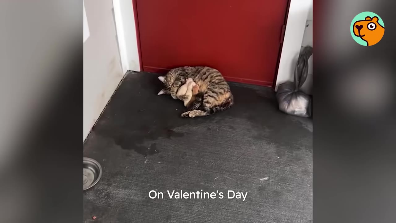 A tabby cat curled up with her newborn kittens on a concrete porch in front of a closed red door.