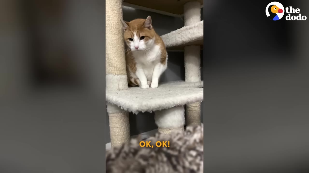 An orange and white cat sitting on a carpeted cat tree, looking down with a sad and anxious expression.