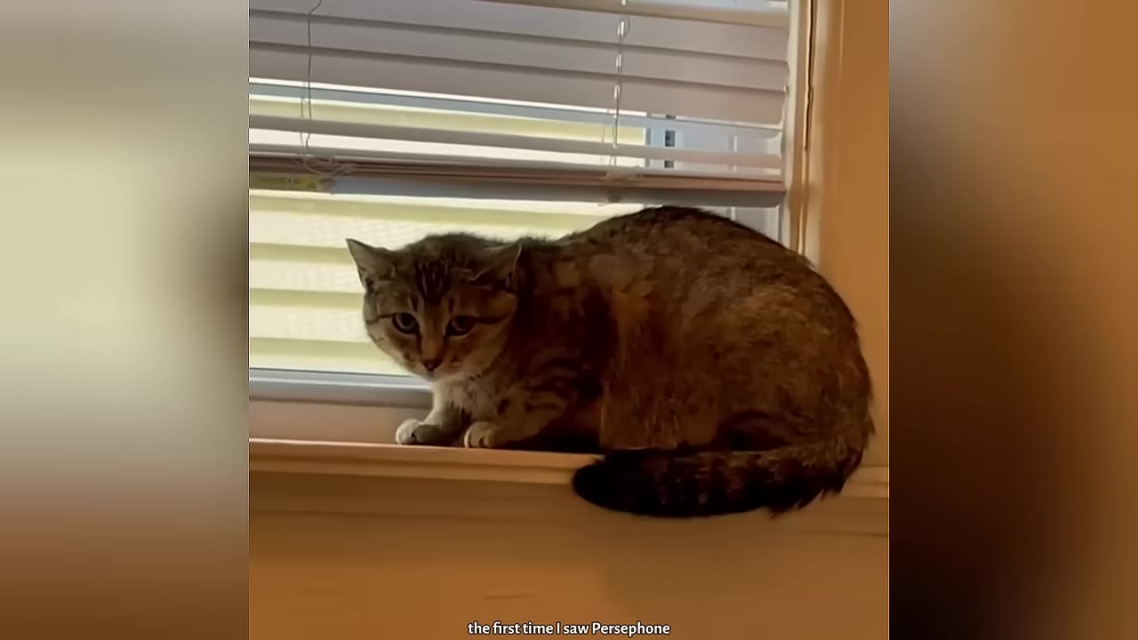 A scared tabby cat with wide eyes and flattened ears crouches on a windowsill in front of closed blinds.