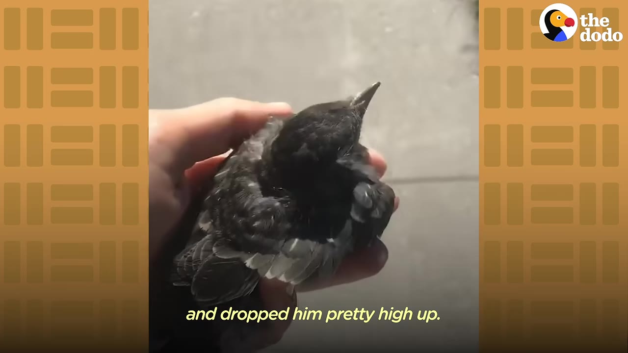 A close-up shot of a person gently holding a small, dark baby bird in their hand.