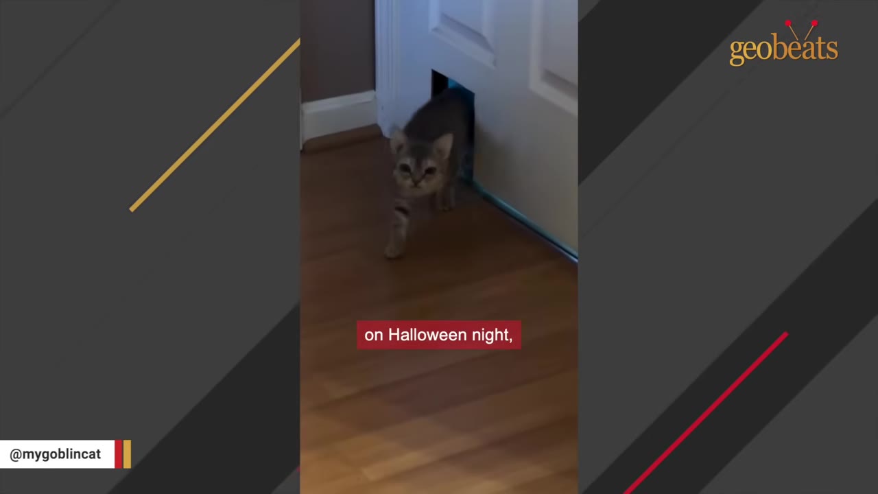 A small grey kitten walks through a small pet door in a white door onto a wooden floor.