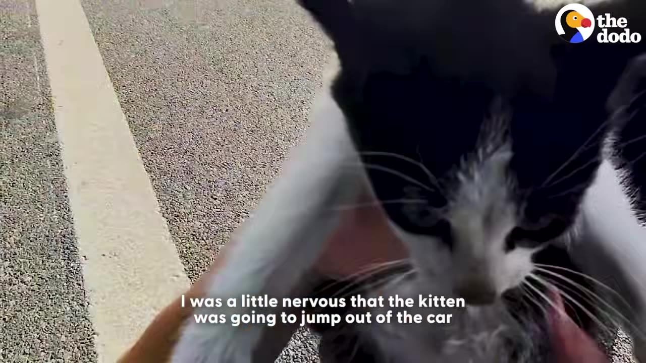A close-up shot of a small black-and-white kitten being held next to an asphalt road with a white line.