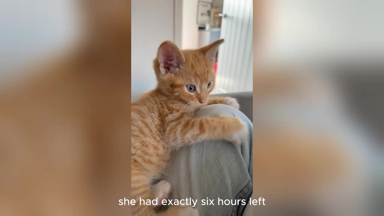 A small orange tabby kitten sitting on a person's lap, looking off to the side with wide eyes.