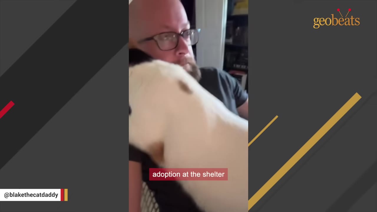 A man with glasses and a beard holds a white cat with brown spots close to his chest, with a subtitle reading 'adoption at the shelter'.