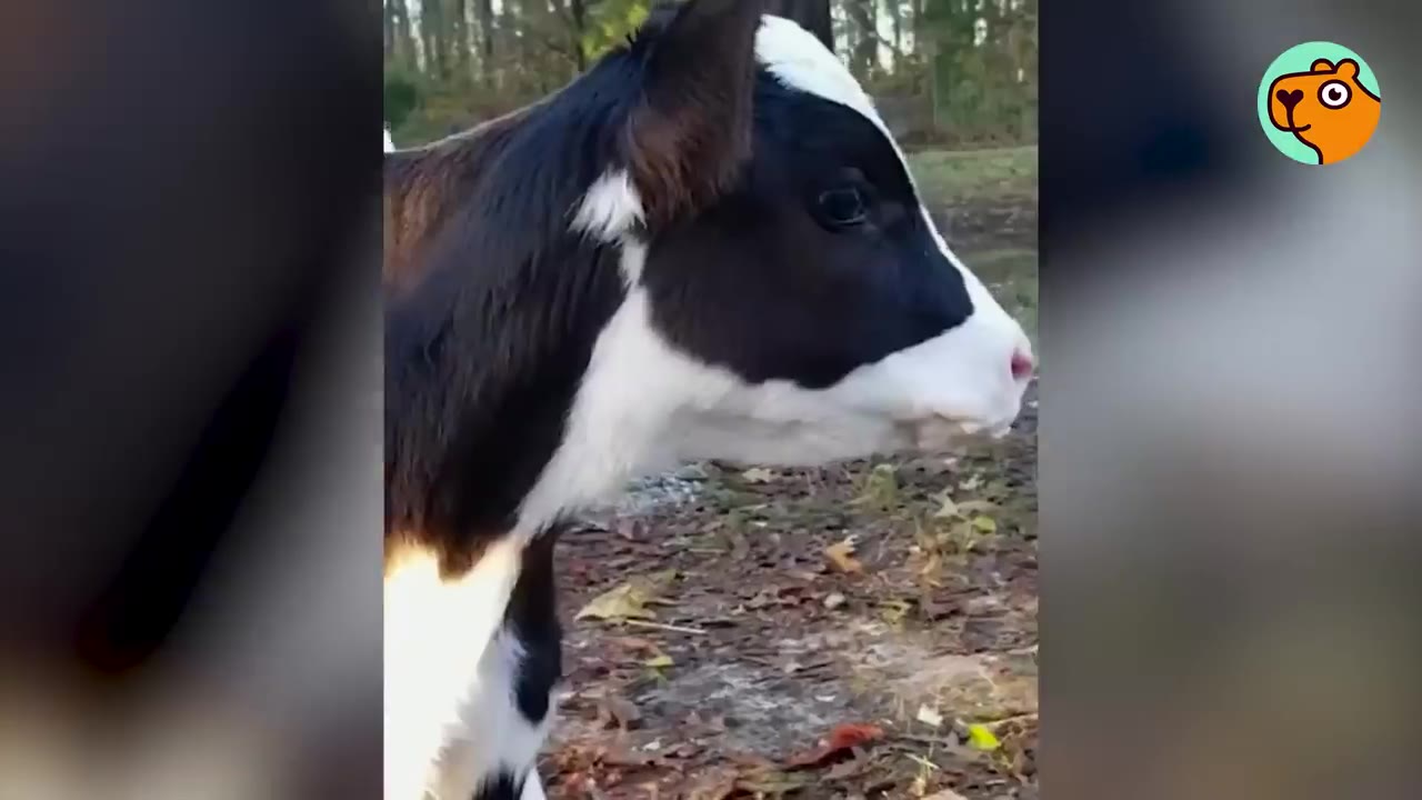 A close-up profile of a small black and white calf standing outdoors.