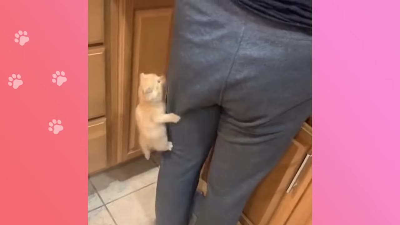 A tiny orange kitten climbs up the leg of a person wearing grey pants in a kitchen.