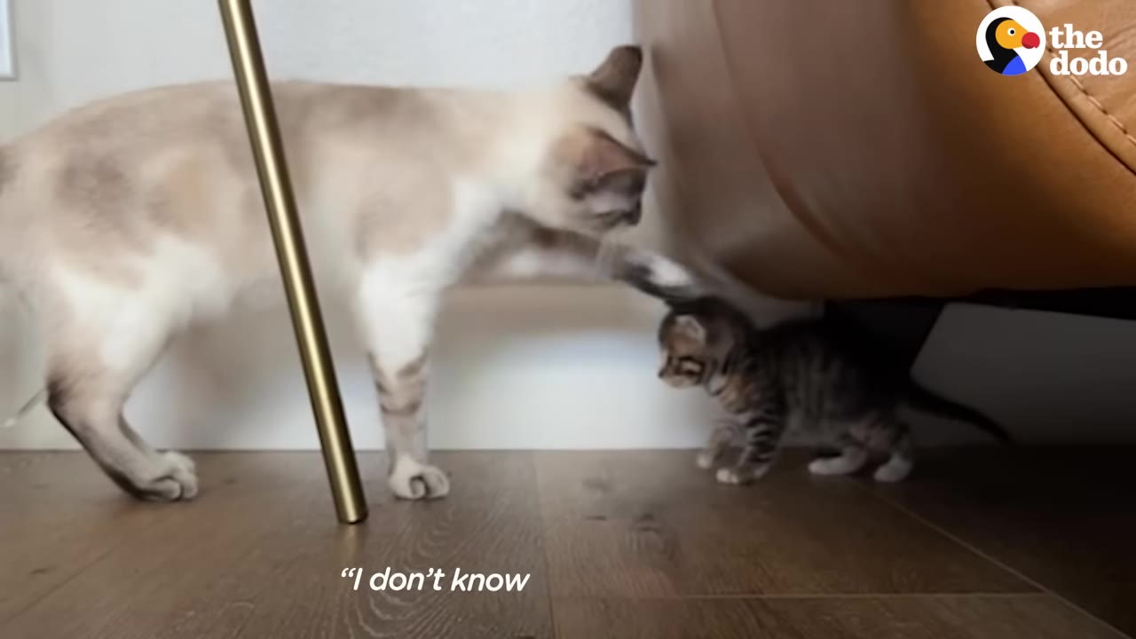 A light-colored cat gently reaches out its paw to touch a tiny tabby kitten standing under a brown leather couch.