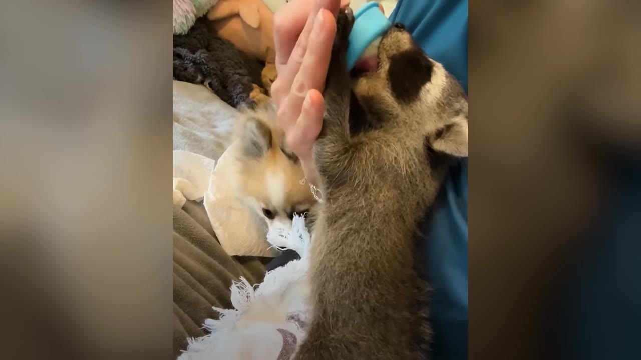 A tiny baby raccoon drinks from a bottle held by a person, while a small dog watches in the background.