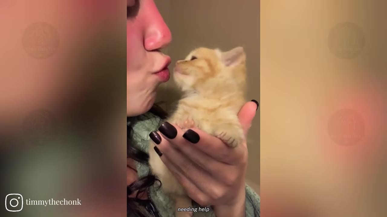 A close-up shot of a woman holding a tiny, fluffy orange kitten in her hand, gently kissing its face.