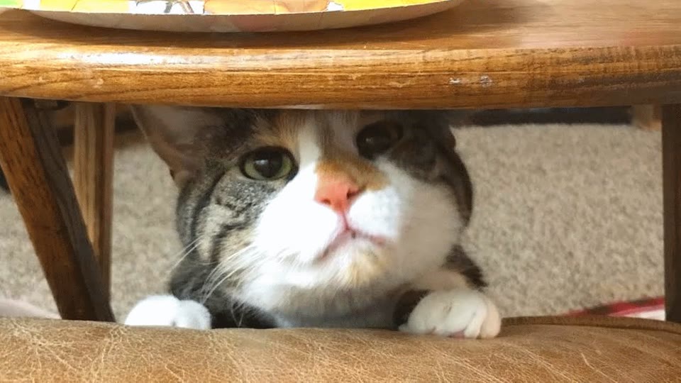 Video frame for A Unique Foster Request