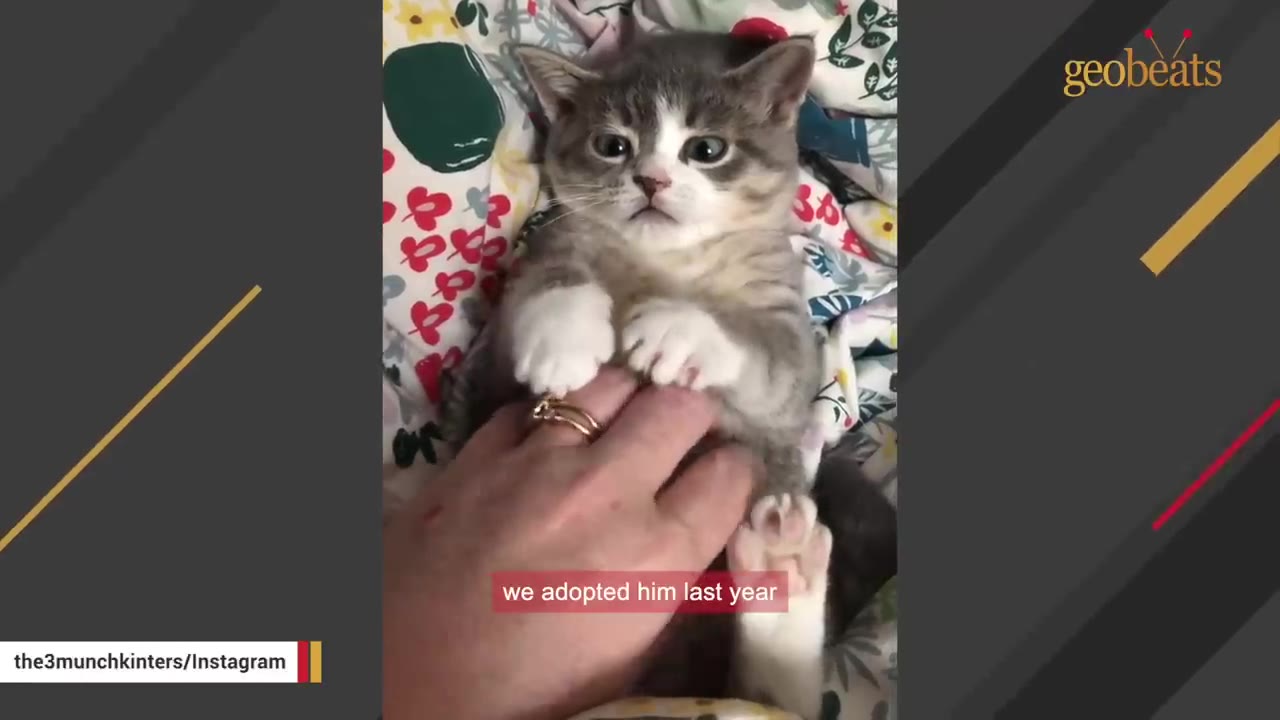 A small grey and white munchkin kitten with wide eyes lies on its back on a colorful floral blanket while being gently petted by a hand.