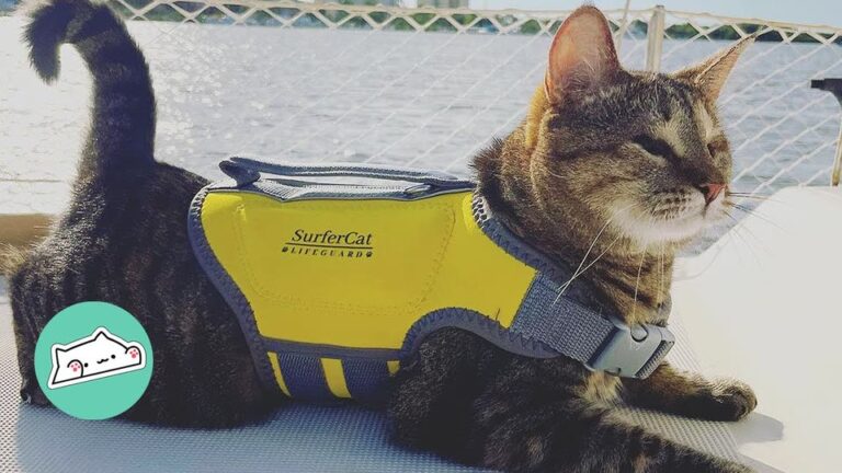 Florida Kitten Born Without Eyes Surprises Her Owner By Becoming A Fearless Sailor