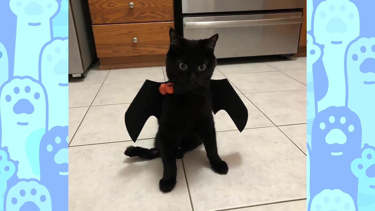 A black cat wearing black bat wings with a small orange pumpkin collar sits on a tiled floor, looking directly at the camera with wide eyes.