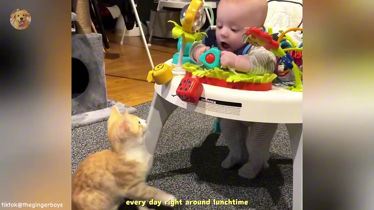 An orange tabby kitten looks up at a baby sitting in a white activity center with colorful toys.
