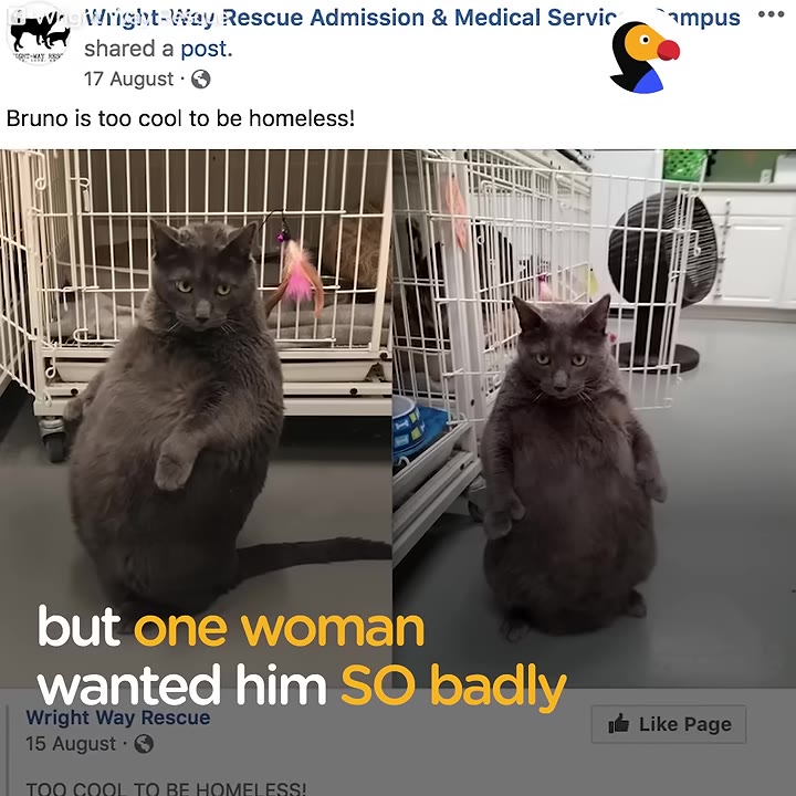 A screenshot of a social media post showing two photos of a large, grey cat standing on its hind legs in front of a wire cage, with the caption 'Bruno is too cool to be homeless!'