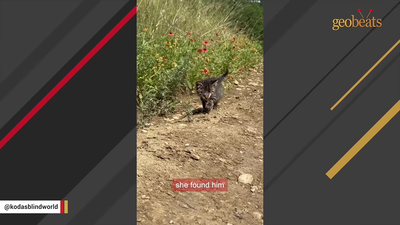 A tiny tabby kitten walks alone on a dirt path next to green grass and small red flowers.