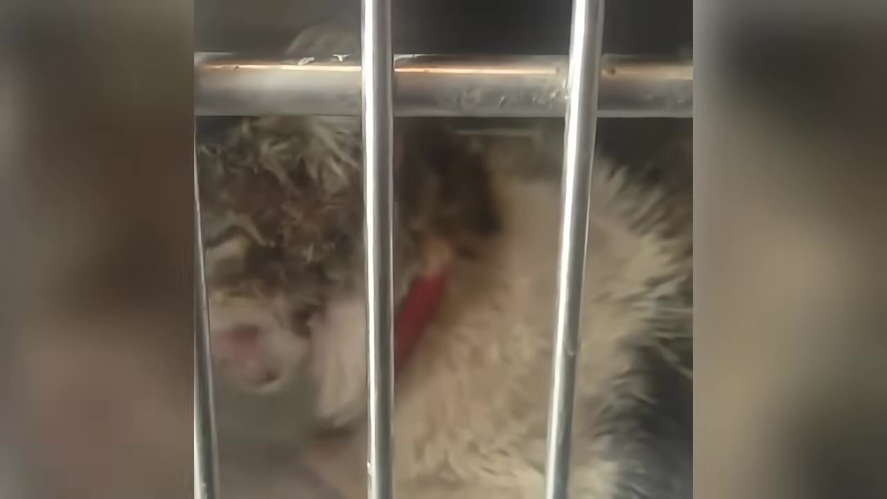A fluffy cat seen through the metal bars of a shelter cage.