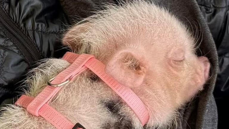 Washington Woman Brings Home Her First Pig, But Never Expected The Incredible Way She Would Change Lives