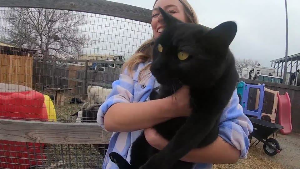 Video frame for A Working Cat's Unexpected Journey