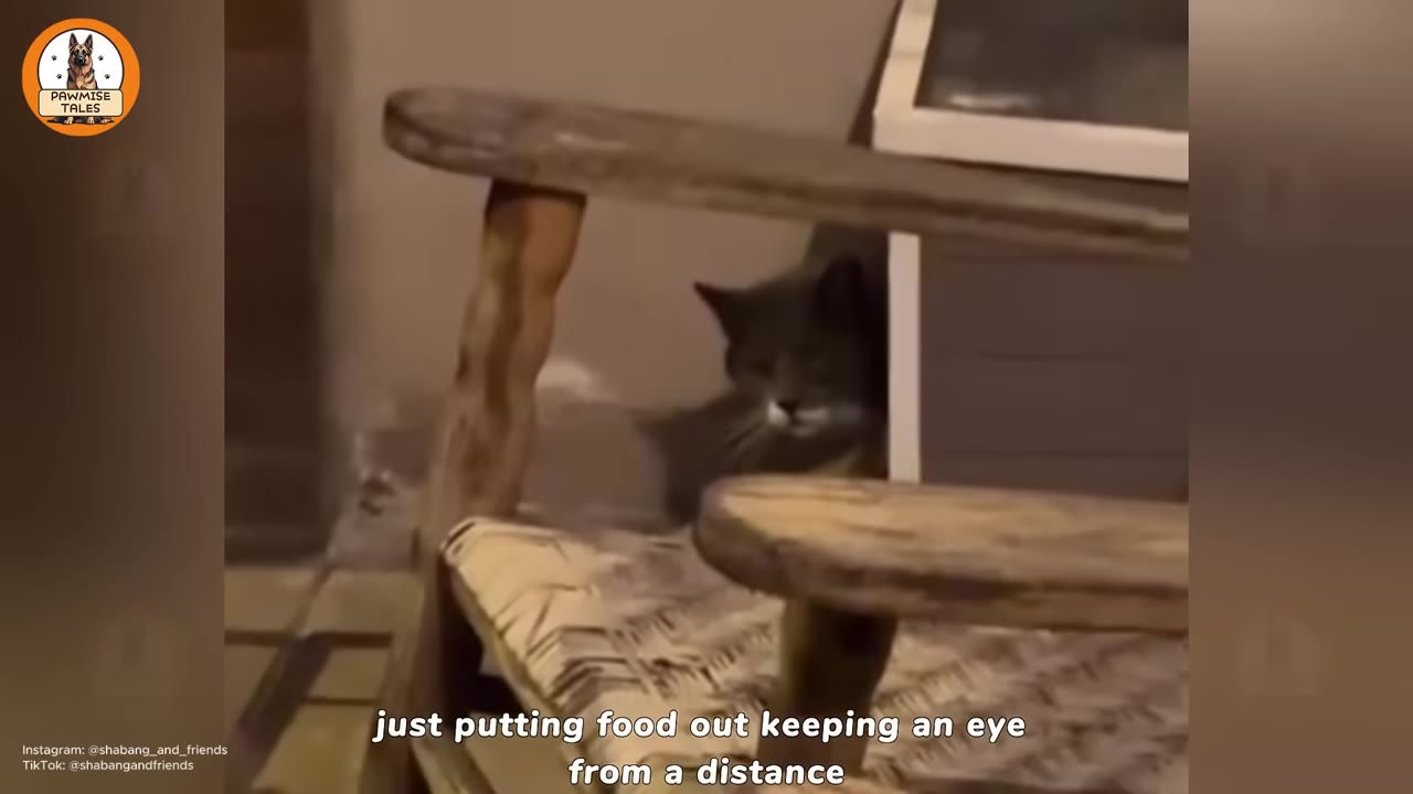A grey cat peeks out from behind wooden steps outdoors at night.