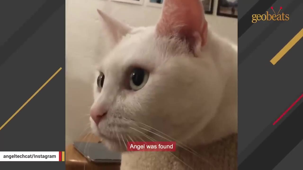 A close-up profile shot of a white cat looking to the side.