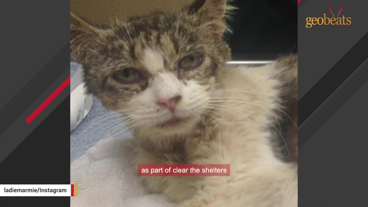 A close-up shot of a small, thin, and sickly-looking tabby and white cat lying down on a white towel.